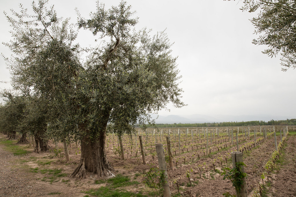 Achaval Ferrer vineyards