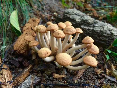 Mushrooms at Mason Neck