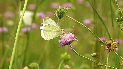summer flower green nature closeup butterfly meadow poland polska