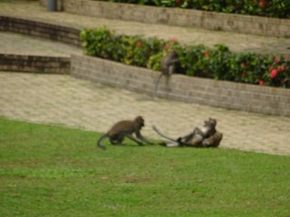 Macaques @ MacRitchie