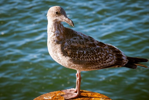 Sea Bird on the Docks