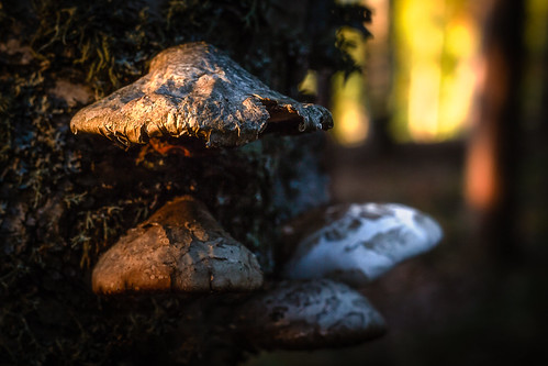 tree nature mushroom forest outdoors moss fungus birchpolypore