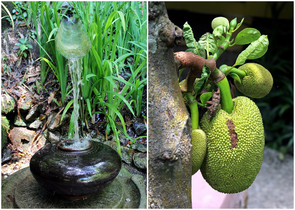 batu-ferringhi-tropical-spice-garden-jackfruit