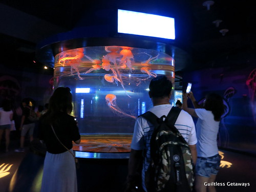 aquarium-busan.jpg
