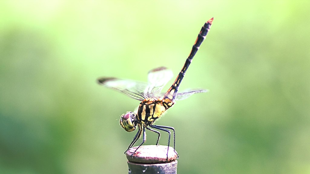 Dragonfly in Gymnastic