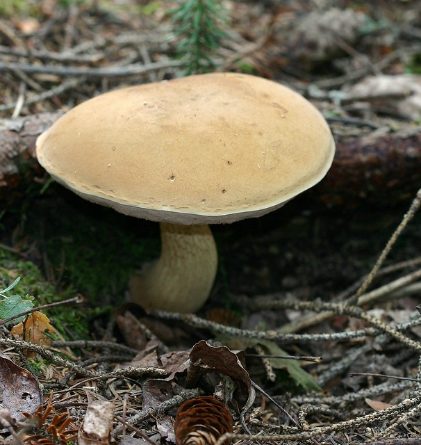 Mushroom (Suillus?)