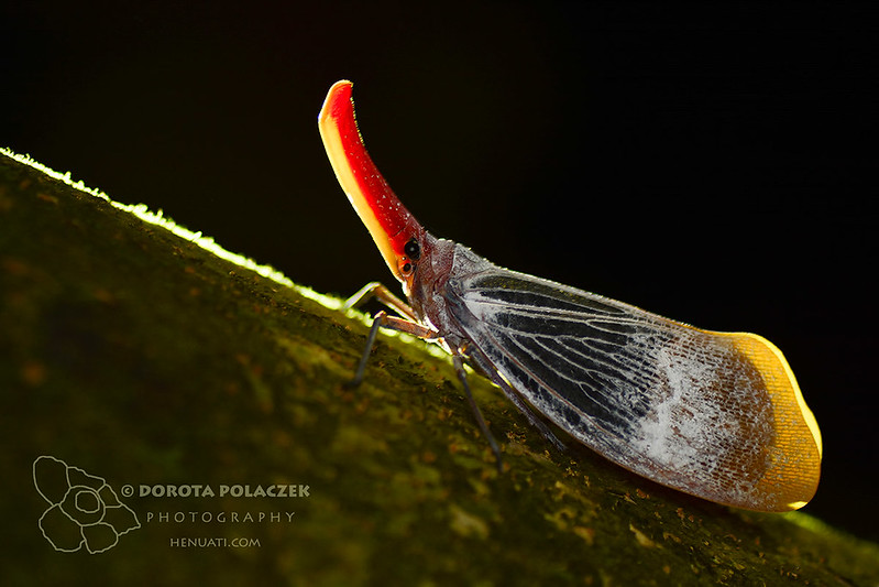 Lantern bug (Pyrops sultanus)