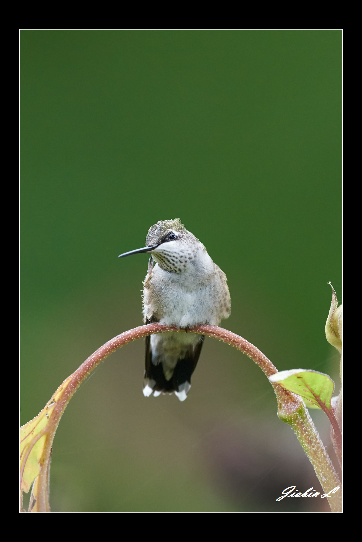 Roby-throated Hummingbird
