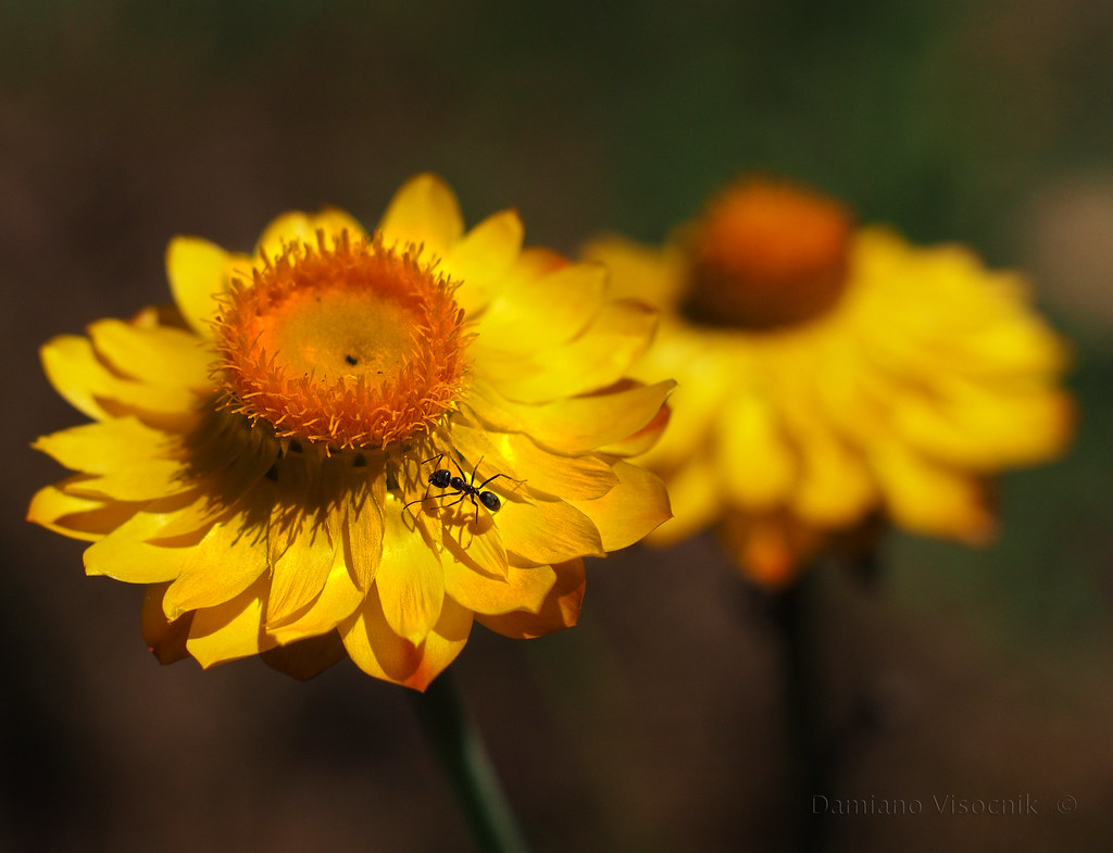 Paper Daisy at Girra_c