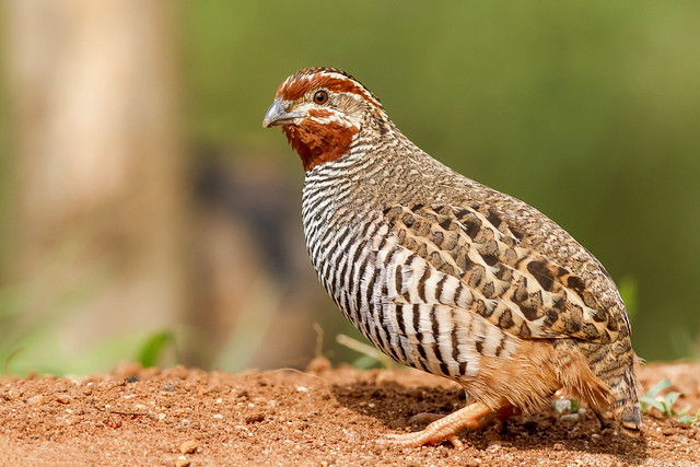 Jungle bush quail - Male - In Explore Sep 1, 2015 #182
