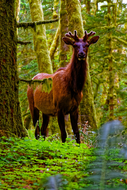 An Elk Looking My Way