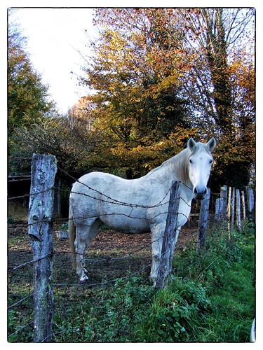 automne cheval neslelareposte