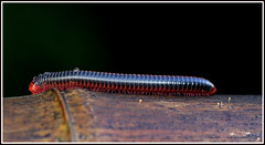 Millipede


Phylum: Arthropoda
Subphylum: Myriapoda
Class: Diplopoda