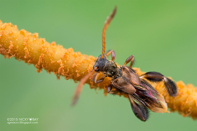 Stingless bee mimicking longhorn beetle (Pectinocallimus sp.) - DSC_0701