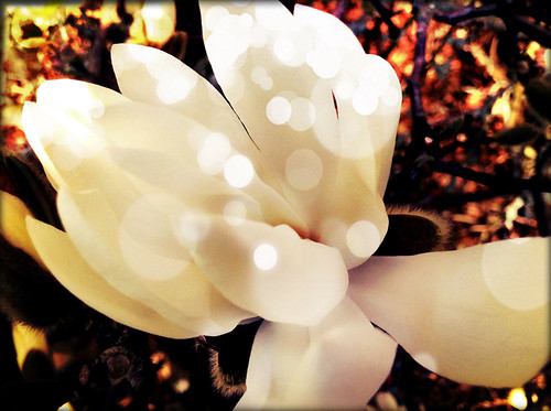 A White Magnolia Edited in the Photo App Pixlromatic Using their Bokeh Overlay