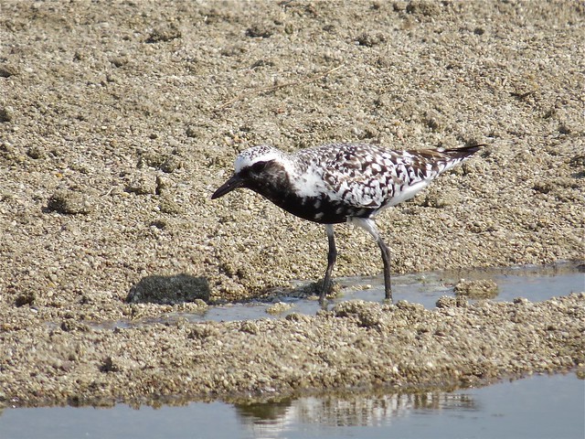 Black-bellied Plover at El Paso Sewage Treatment Center in Woodford County, IL 09