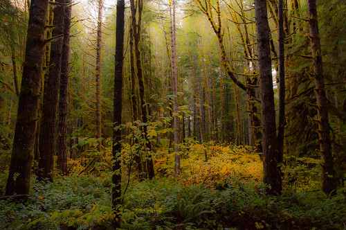 autumn fall oregon forest landscape fallcolors autumnleaves alseafalls alsea martinjones nikond5000