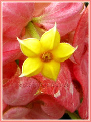 Star-shaped flower of Mussaenda philippica cv. Dona Luz, Feb 8 2014
