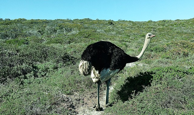 Majestic Ostrich