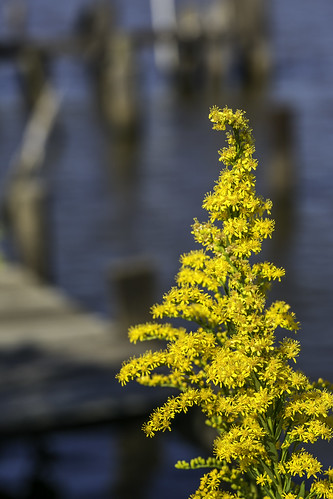 flowers usa plant water yellow photography photo october texas photographer image unitedstatesofamerica nopeople 100mm photograph 100 yellowflowers fineartphotography f63 portarthur architecturalphotography 2015 jeffersoncounty colorimage commercialphotography architecturephotography intimatelandscape intimateseascape houstonphotographer ¹⁄₅₀₀sec ef100mmf28lmacroisusm mabrycampbell october32015 20151003h6a1644
