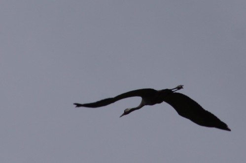 bird crane midsommar trana blåberga