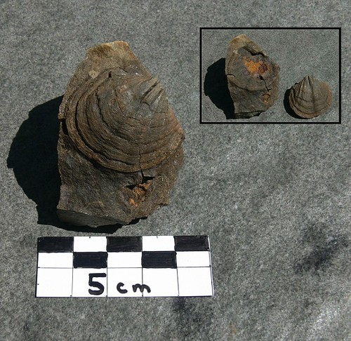 fossil brachiopod triassic mentzelia steinkern otapirian
