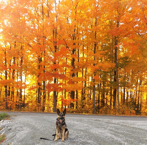 bergerallemand chien érable automne arbres