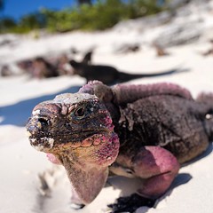 Found this little guy on one of the little beaches in the Exuma Cays during my recent family trip to the Bahamas! Friendly little things! Just chilling soaking in the rays in paradise you know #iguana #bahamas #travel #travelpics #wildlife #animals #parad