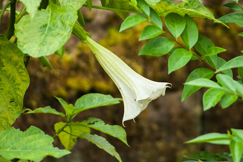 An image of an Angel's Trumpet © Icy Sedgwick