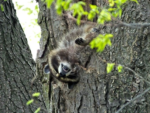 sleeping funny wildlife raccoon