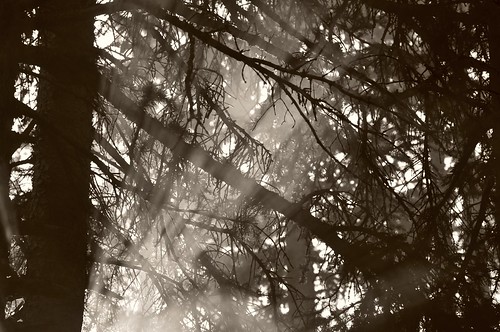 avoidlincolntech morning sunrise light trees blackwhite sepia landscape