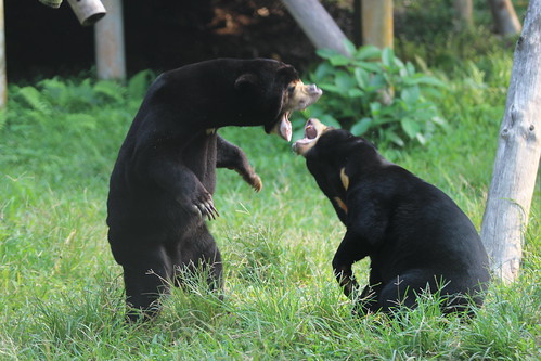 David and Arkte play on the grass in their enclosure at VBRC