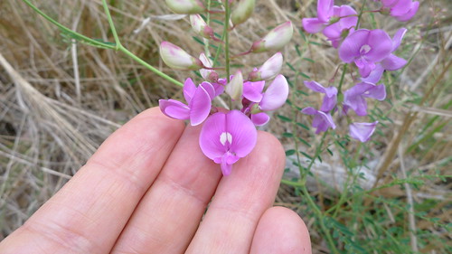 pink flower purple australia september nsw fabaceae pea 2015 swainsona faboideae oxleywildriversnationalpark taxonomy:family=fabaceae geo:country=australia eastkunderang taxonomy:genus=swainsona