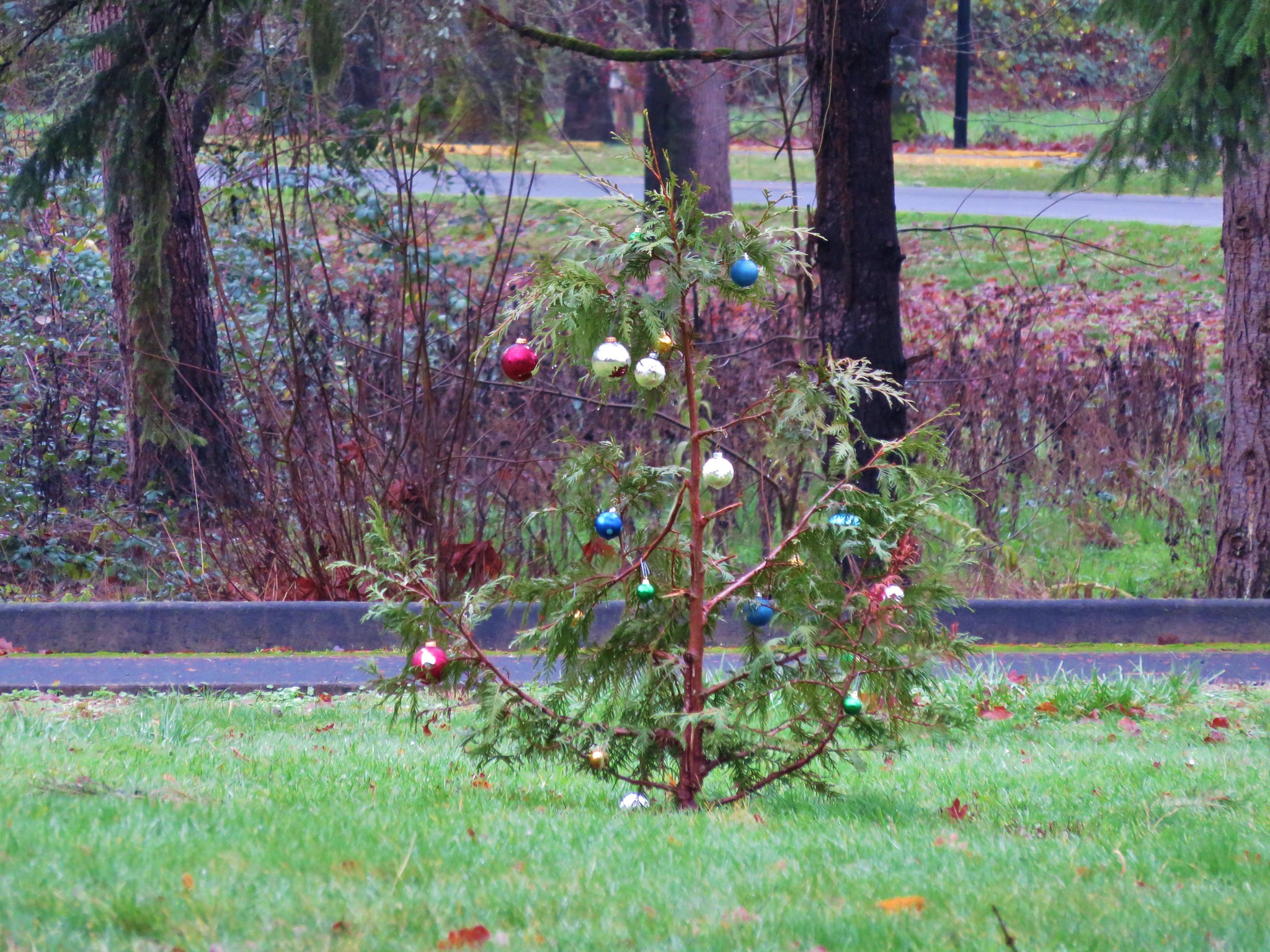 Little Christmas Tree in Champoeg State Park