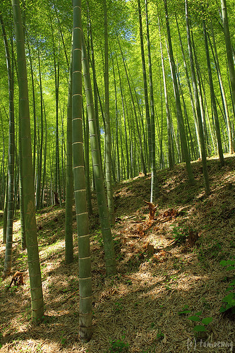 Ouma Bamboo Grove