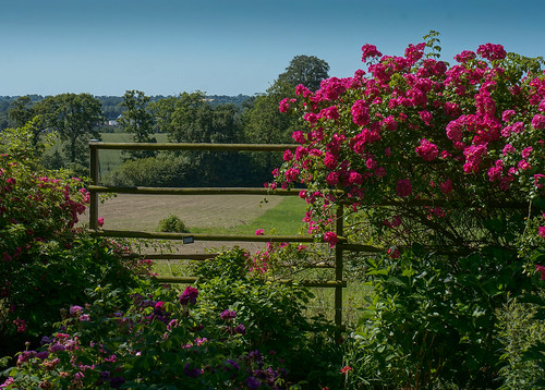 pink france rose gardens les fence garden de view jardin normandie normandy jardins jumaju fieffes montchamp