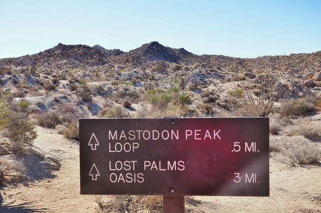 Lost Palms Oasis Trail