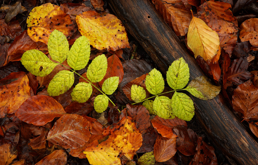 Autumn Leaf Fall