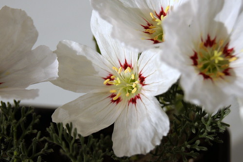 Monsonia multifida (= Sarcocaulon multifidum) with white flower