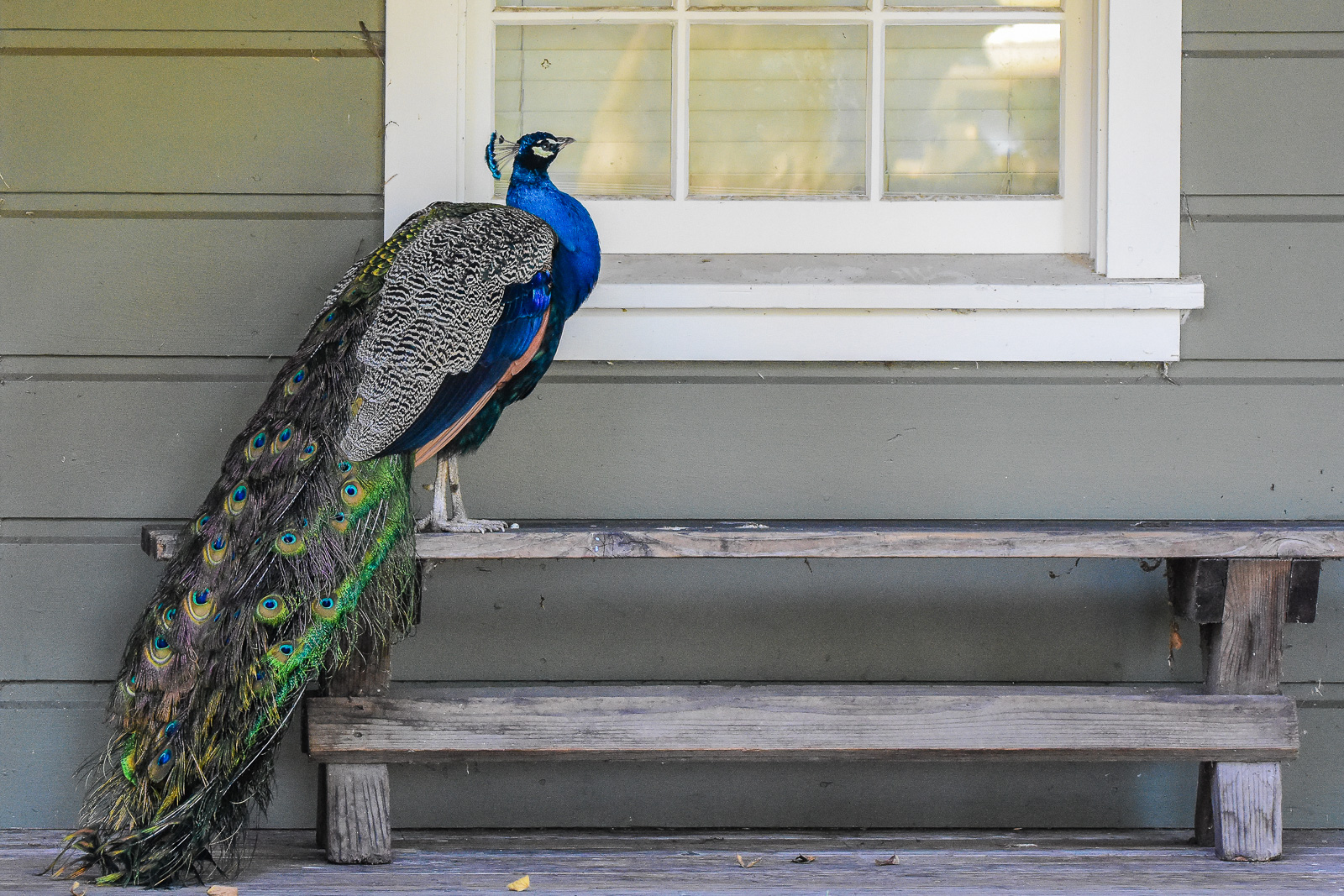 This is my house - Indian Peafowl