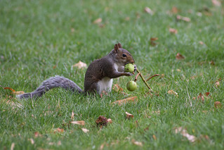 Squirrel in Greenwich