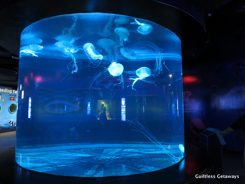 jellyfish-busan.jpg
