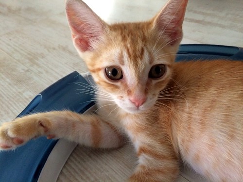 Kuga, gatito naranja ojos miel nacido en Julio´15, en adopción. Valencia. ADOPTADO. 20881011700_7d91cbefc5