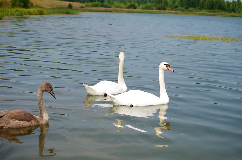 лебеди Городищенского озера, Изборск, Россиия