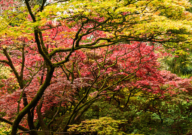 Acers in all their glory...
