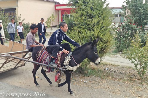 ctokerpress2016 alexandertoker nataliatoker reise tiere tokerpress uzbekistan