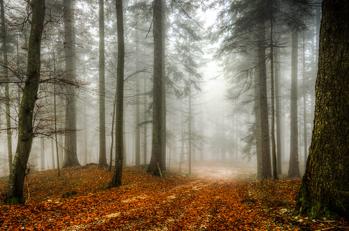 autumn trees mist tree misty forest for early nebel walk laub herbst autumncolors bäume morgen herbstlaub dunst früh herbstfarben herbstblätter herbstnebel