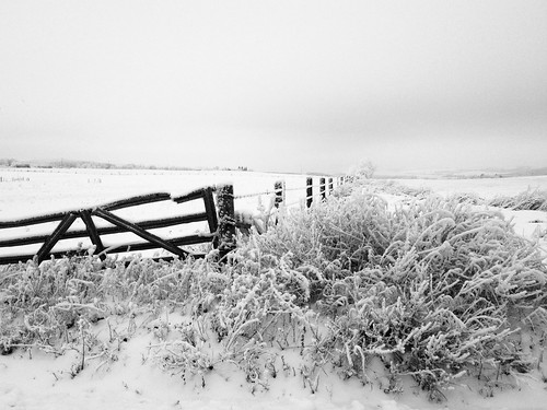 blackandwhite fence gate hoarfrost