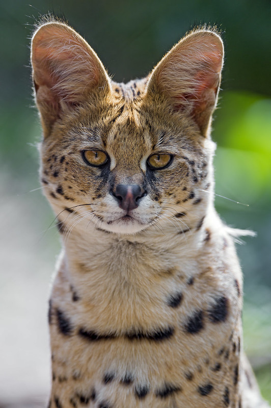 Very serious serval