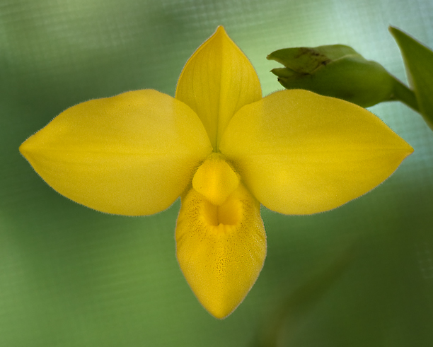 La ploïdie des orchidées, illustrée par Lise (Erythrone) 20816927068_e345e2fc96_o